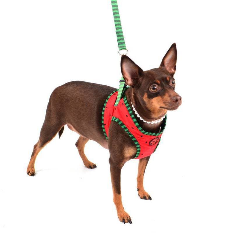 Peitoral para Cachorro Melancia Emporium Distripet | Peitoral Pet para Passeio, Caminhada e Controle do Cão