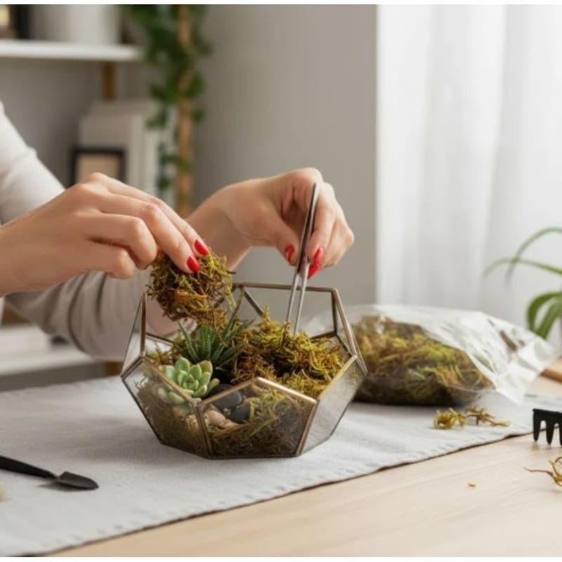 Musgo Natural para plantas,orquídeas,decoração,Artesanato