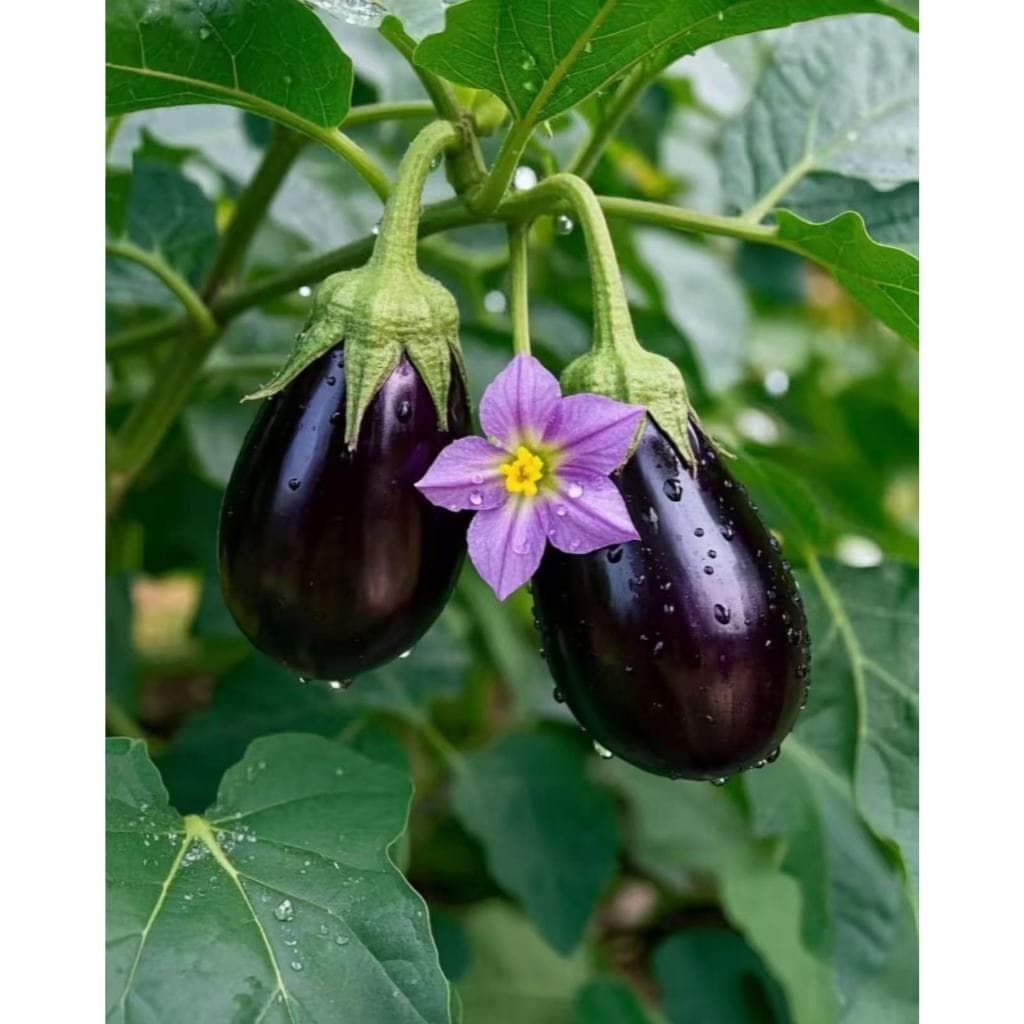 100 Sementes de Berinjela Chinesa Roxa Longa Para Plantar Horta