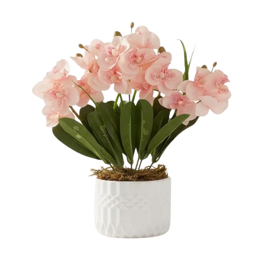 Arranjo de Orquídea Vanda em Vaso de Gesso Sensorial