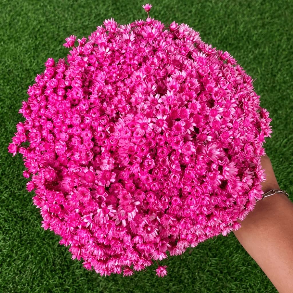 Flor Sempre Viva Rosa Bebê Desidratada Buquê Aprox 200 Flores Para Decoração Festa Mesa Posta