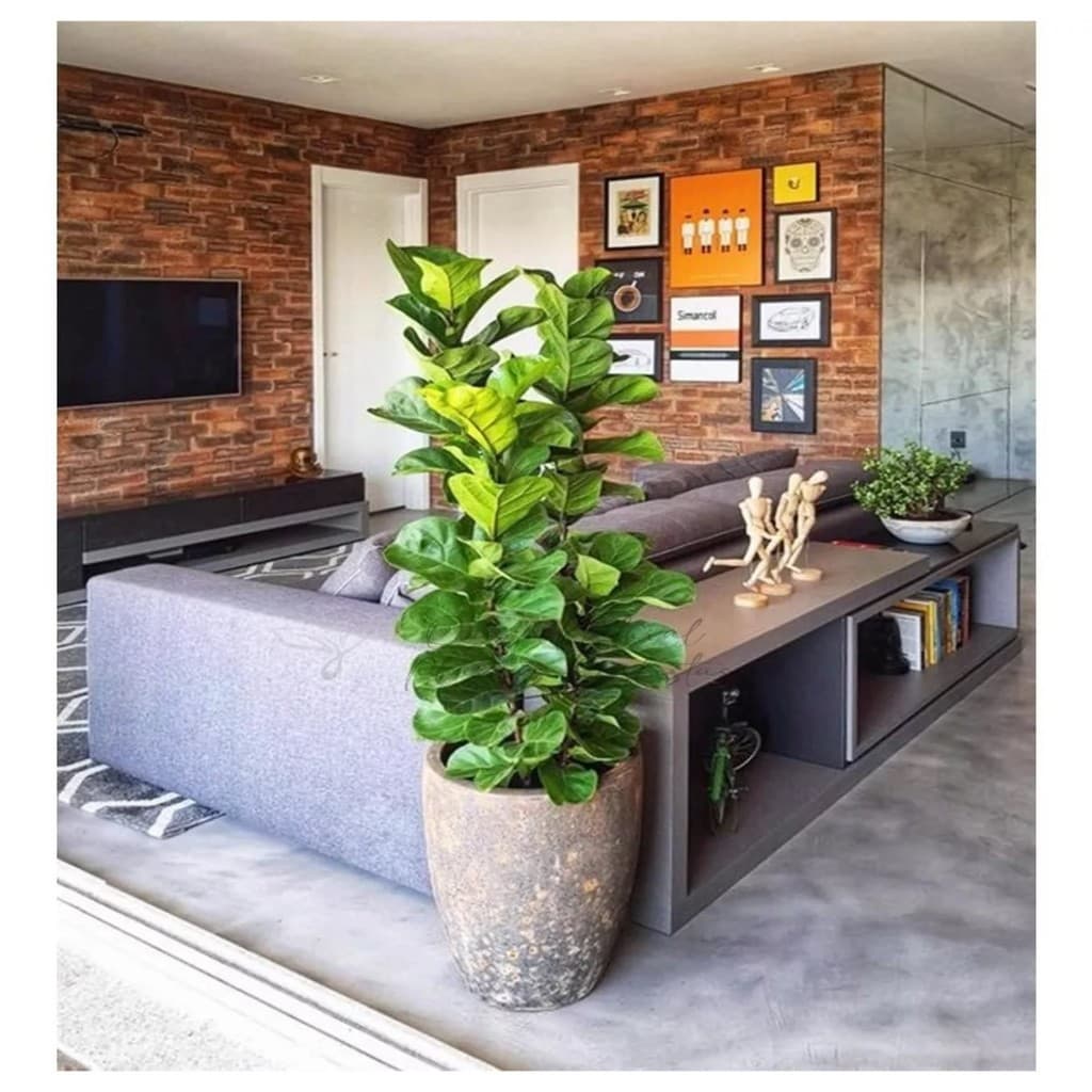 Planta Artificial Ficus Lyrata Planta Realista 1.00m, Plantas Artificiais Realista Para Ambientes, Decoração Elegante