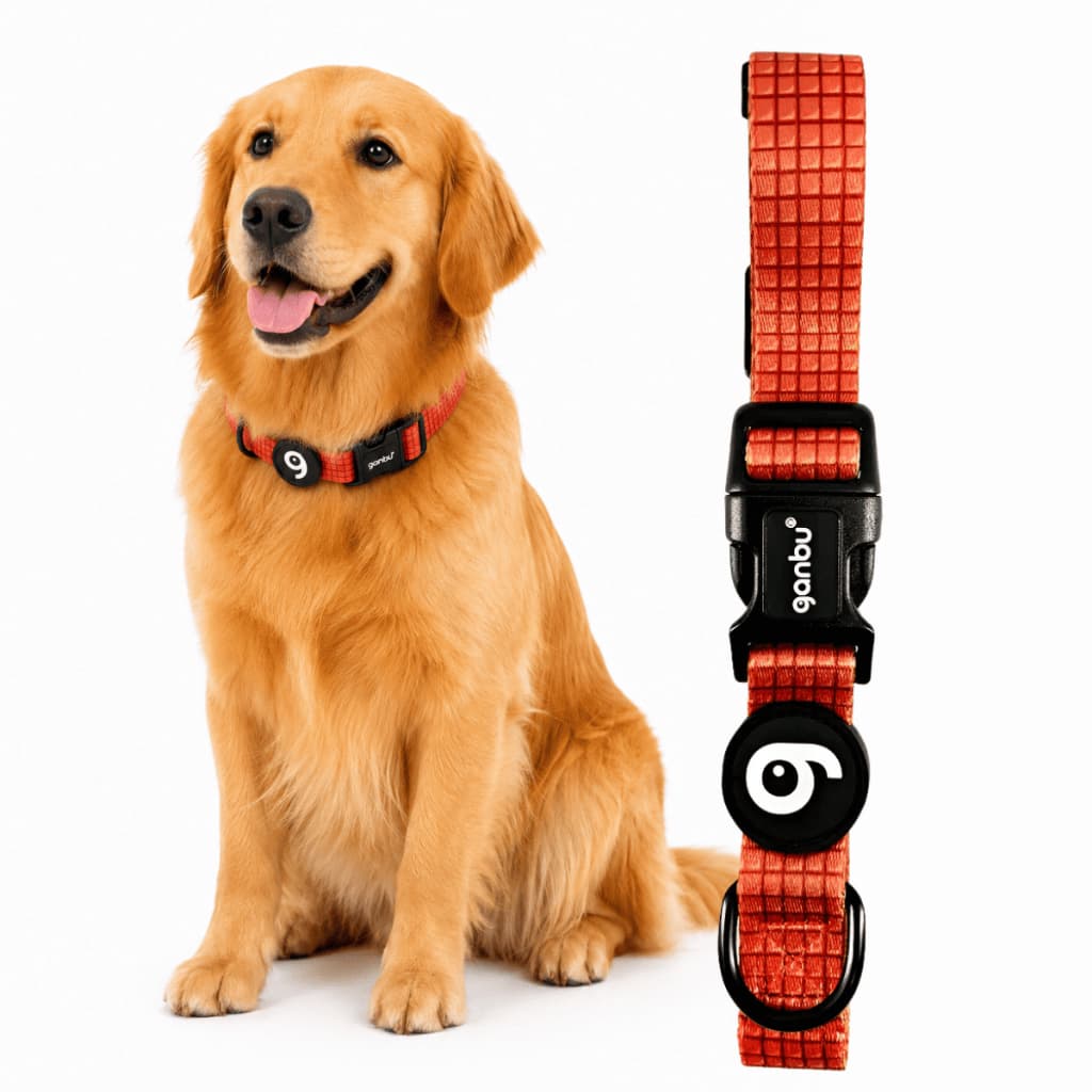 Coleira para Cachorro Ajustável Resistente para Golden Labrador Tamanho G