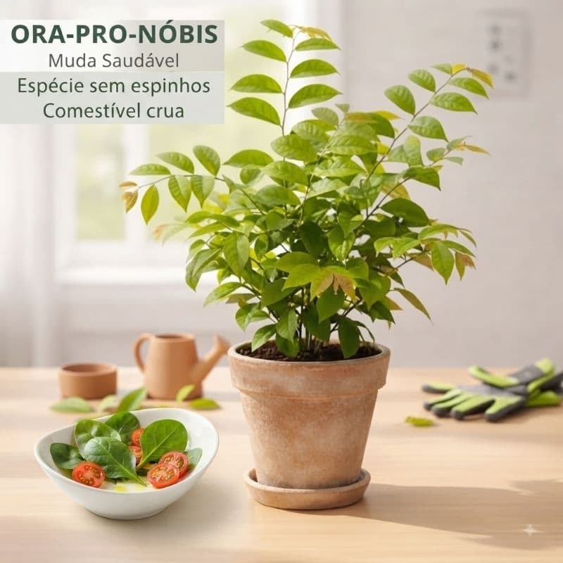 Muda de Ora Pro Nobis Comestível Sem Espinhos