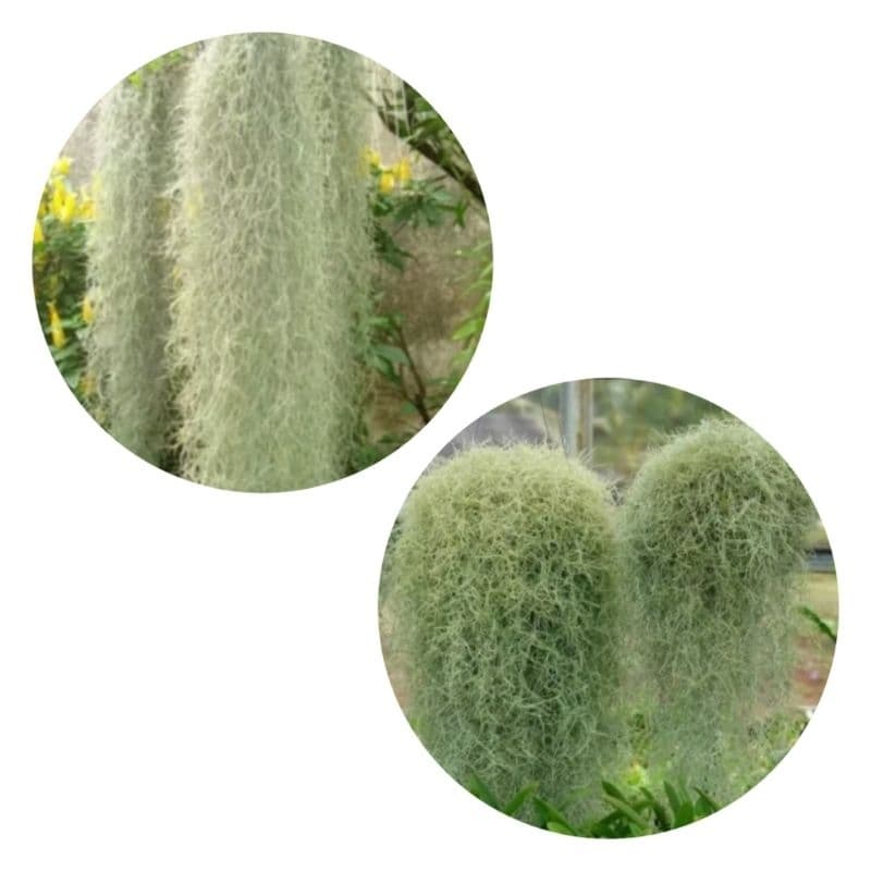 kit 3 Barba de Velho/ tilandesia Usneoideos/Decoração de Jardins vasos e Plantas