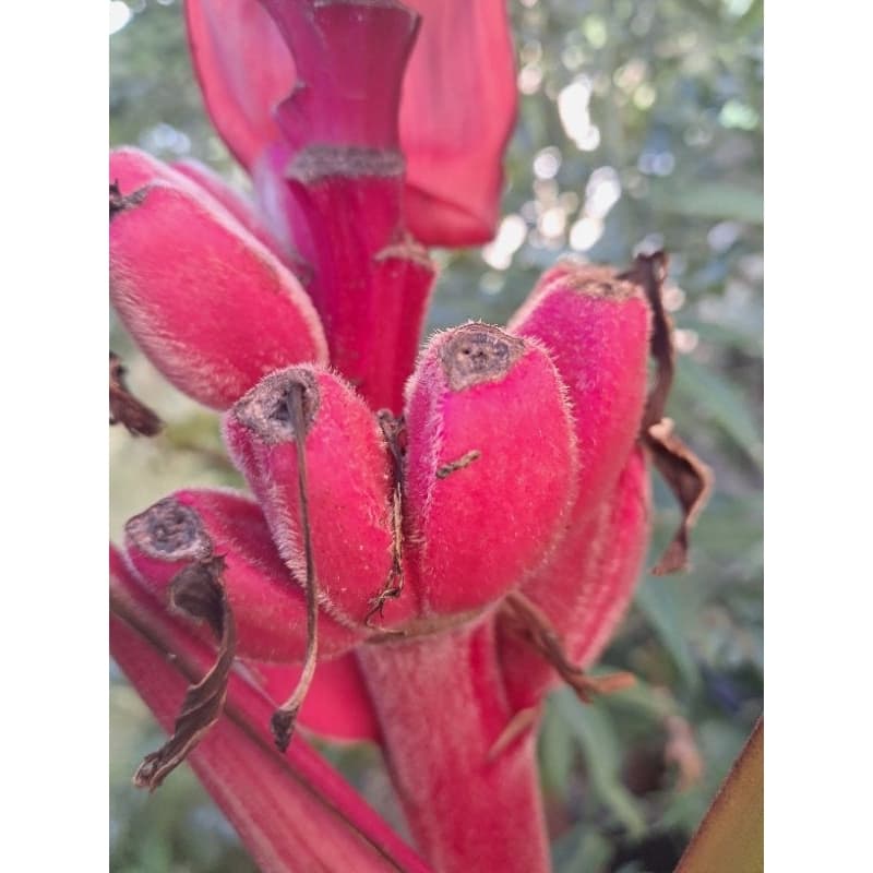 Musa velutina - Bananeira Pink Rosa Ornamental  e 5 grs chá