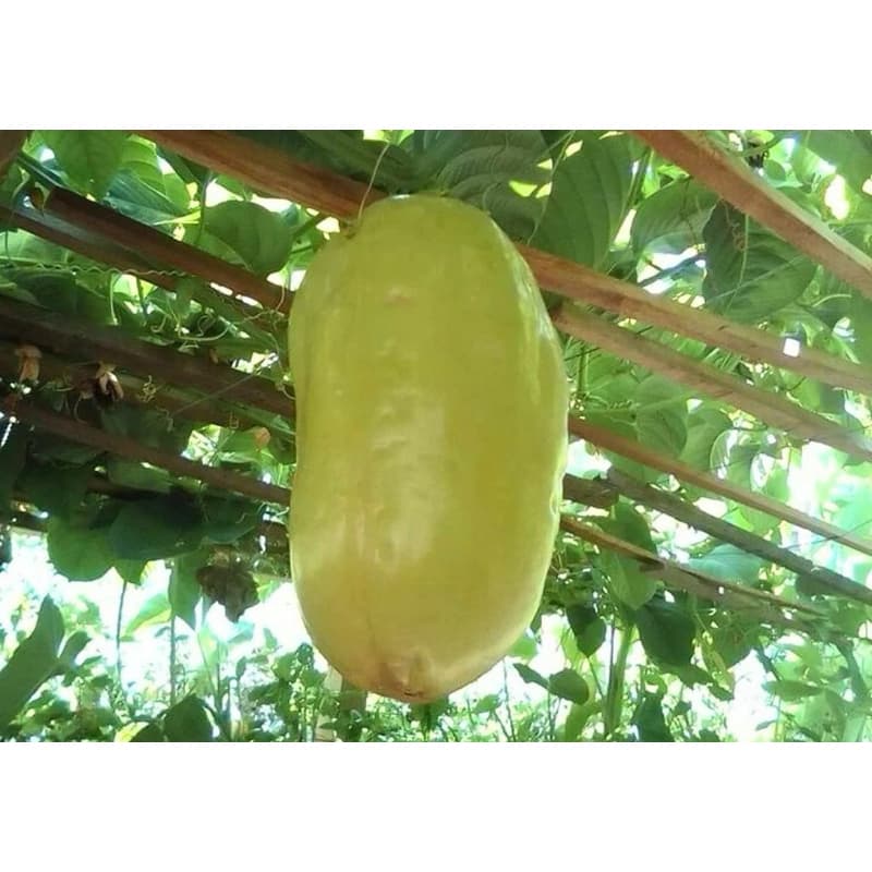 100 Semente de Maracujá Melão Gigante - Maracujá Açu (Passiflora quadrangularis)
