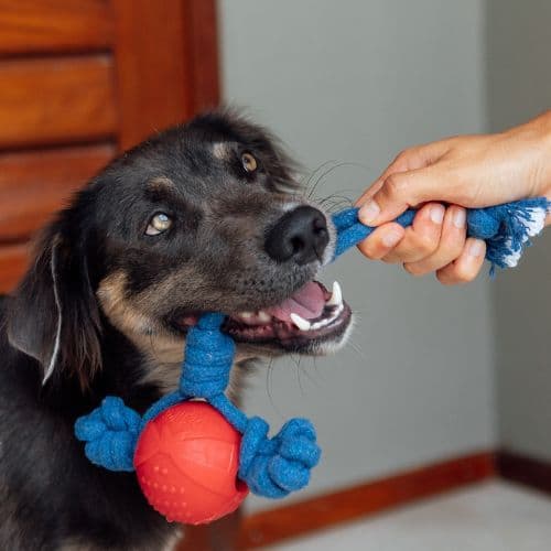 Brinquedo de Corda Bola Herói para Cachorros | Cabo de Guerra Interativo - Petiko
