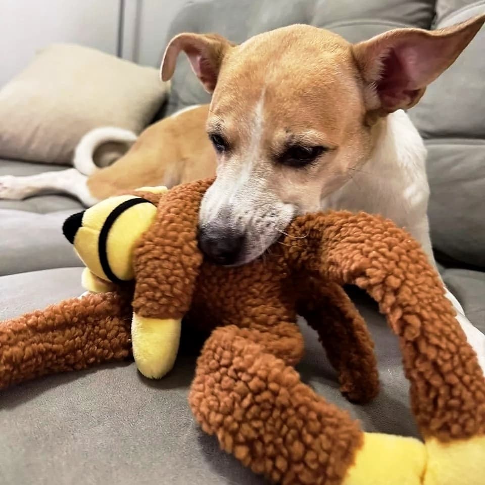Macaco Pelúcia Mordedor Cães Com Apito 45cm Brinquedo Pet Antistress Cachorro Mundo Animal Terapia