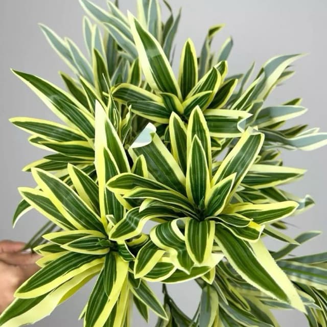 Planta Artificial Dracaena c/ 3 Botões Decoração de Casamentos, Restaurante de Casa - MY802978