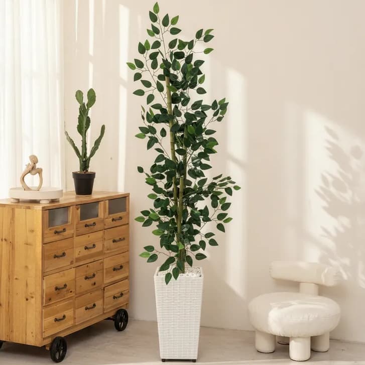 Planta Decorativa Bambu Natural da Sorte Real Toque Com Vaso Quadrado