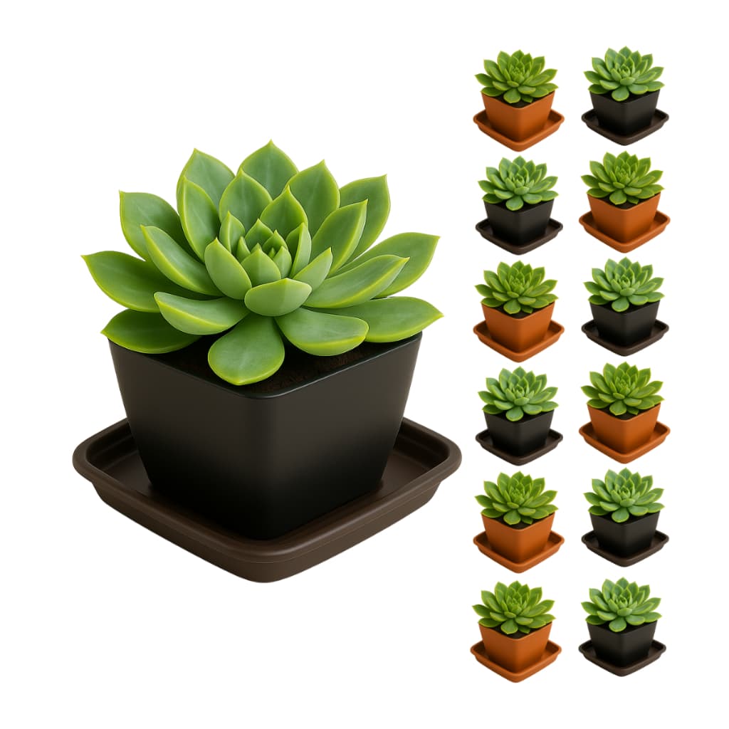 Kit 20 Vasos Quadrados com Pratinho Preto Marrom Plástico Enfeites Suculentas Decoração Mesa