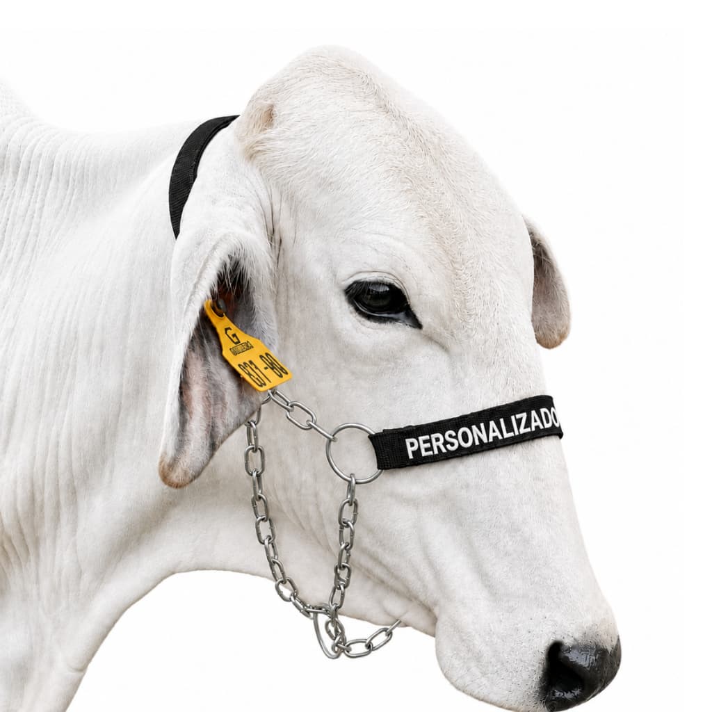 Cabresto Corrente Personalizado Para Vacas, Boi e Bezerro