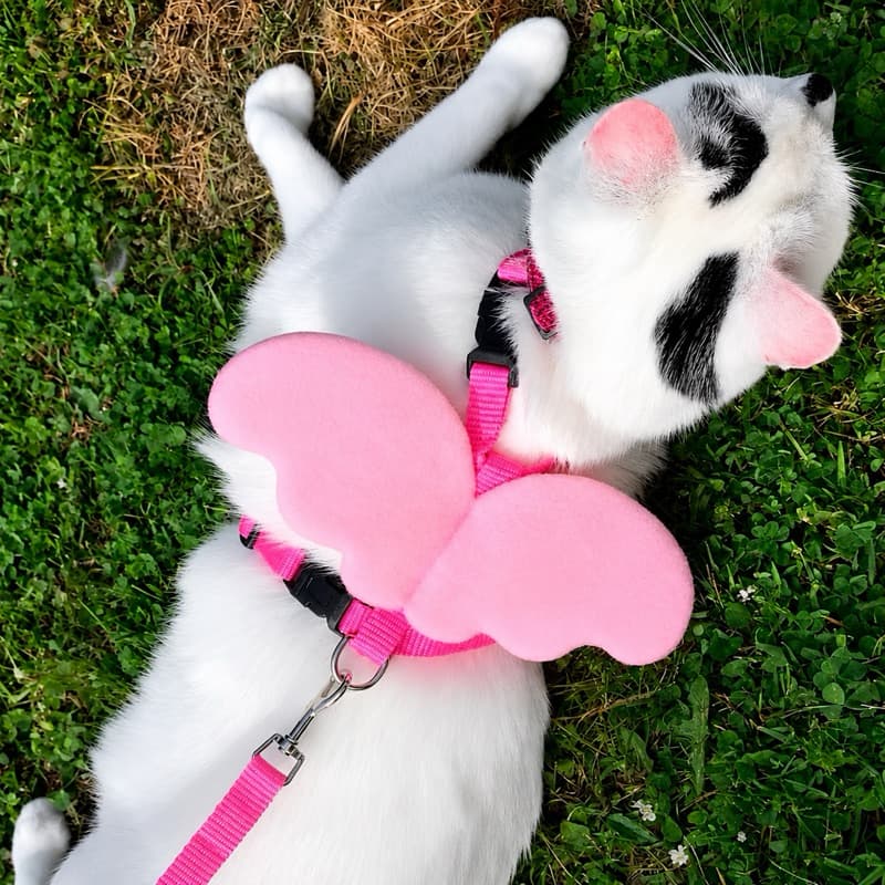 Coleira Peitoral Com Guia e Asas de Anjo Ajustável Para Gatos LR-0304