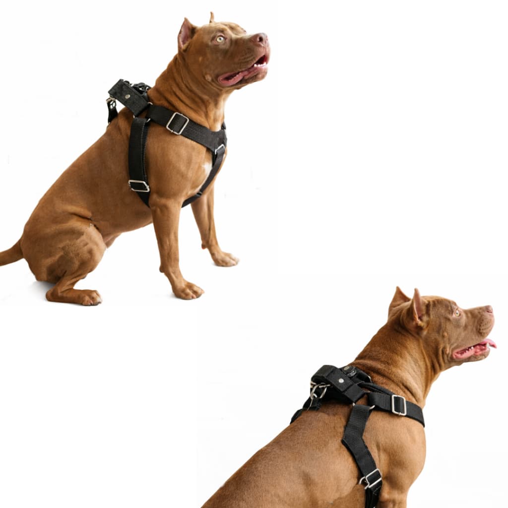 Coleira pra cachorro peitoral cão pequeno médio grande PitBull Chow chow acompanha guia