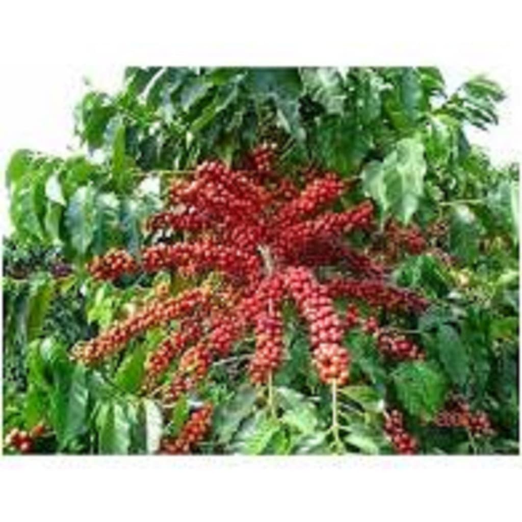 30 Sementes para mudas café arábica ideal para jardins hortas chácaras sítios fazendas