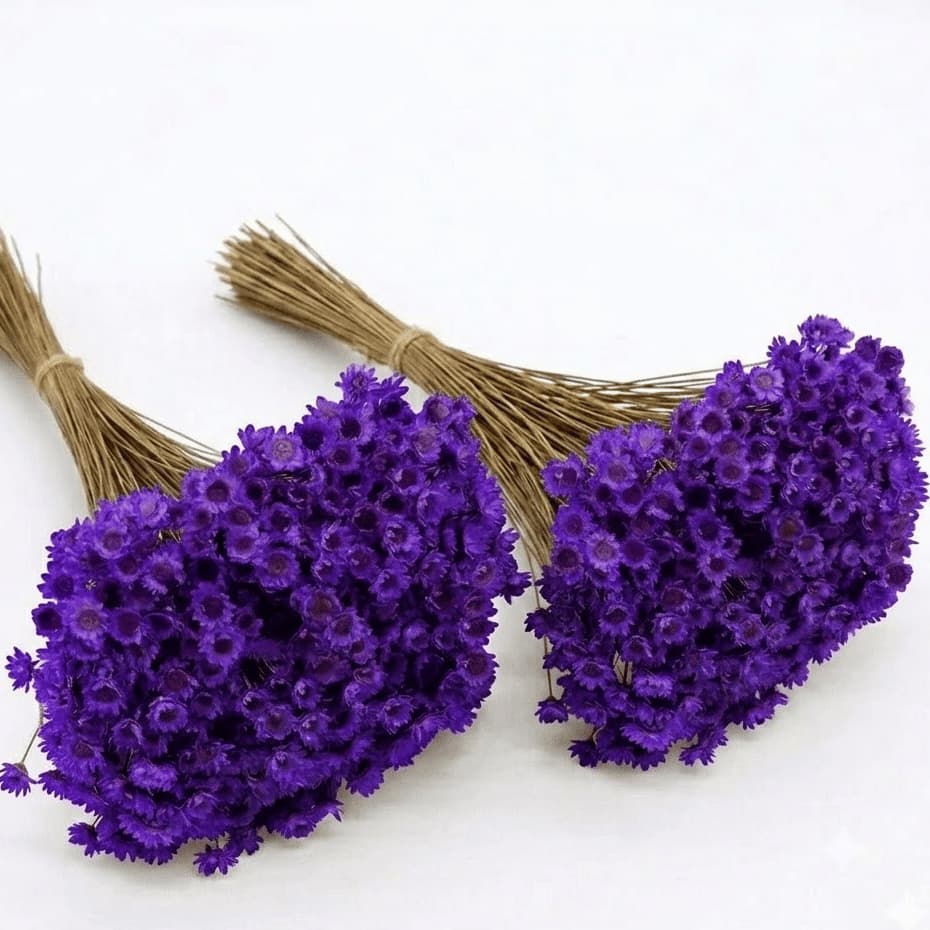 Flor Sempre Viva Seca e Desidratada Cor Roxa | 200 a 800 Flores p/ Decoração De Casa,Arranjo e Buquê
