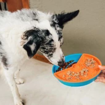 Comedouro Interativo Gira Gira | Alimentação Lenta para Cães e Gatos - Petiko