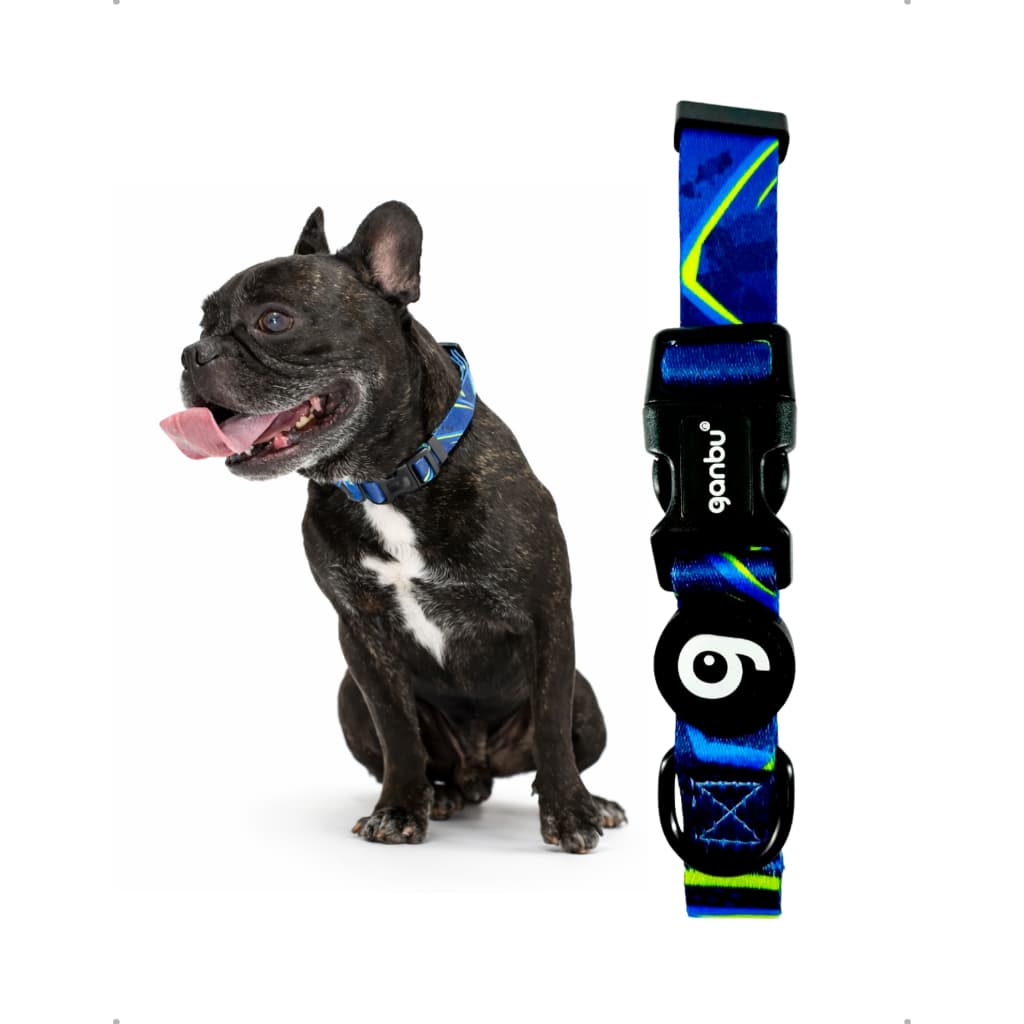 Coleira Paw Design Green/Blue Ganbu