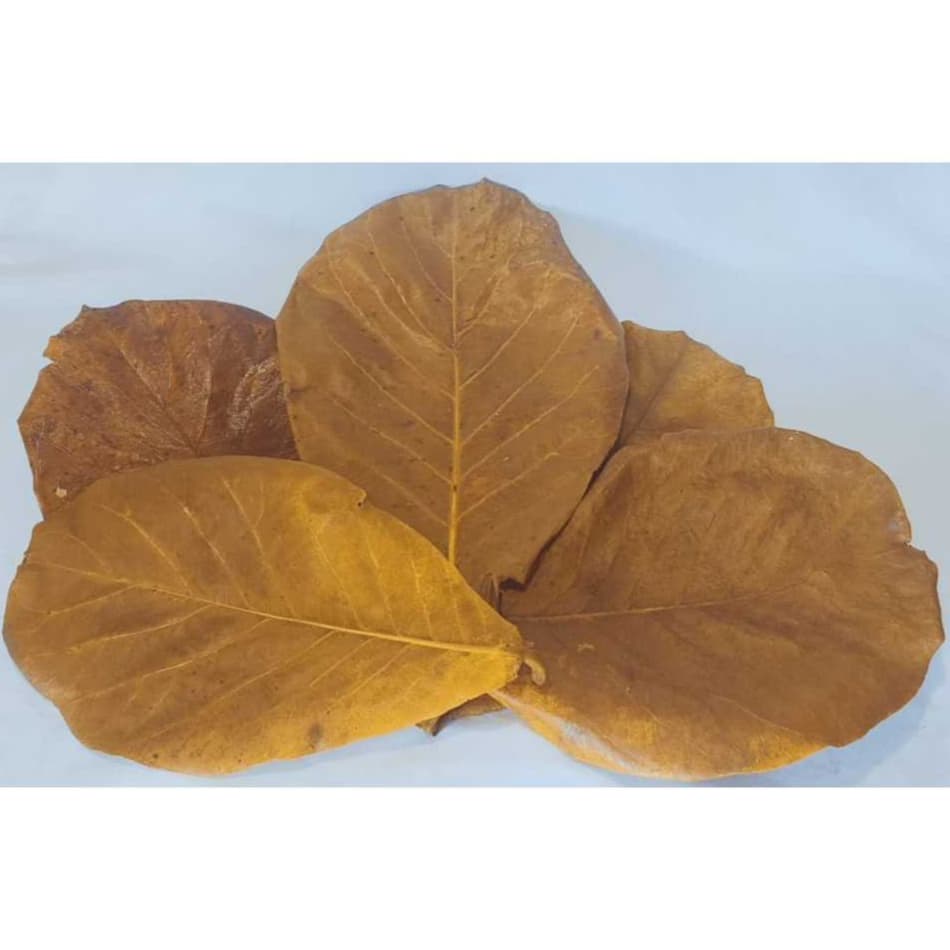 Folhas Sete-Copas Amendoeiras Secas Para Tratamento de Aquário (Limpas e Prontas para Uso)