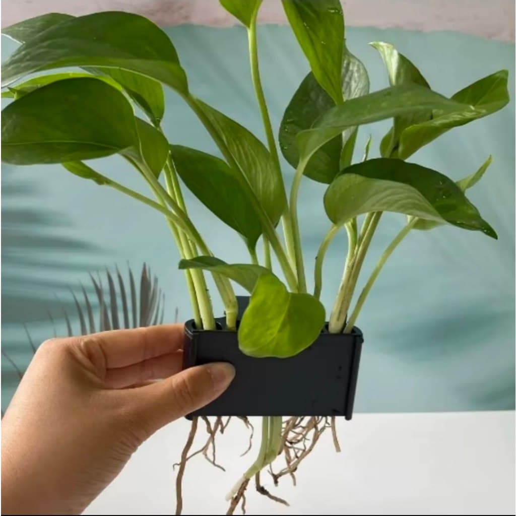 Suporte Para Plantas de Aquário Suspenso - Para Cultivo no Aquário