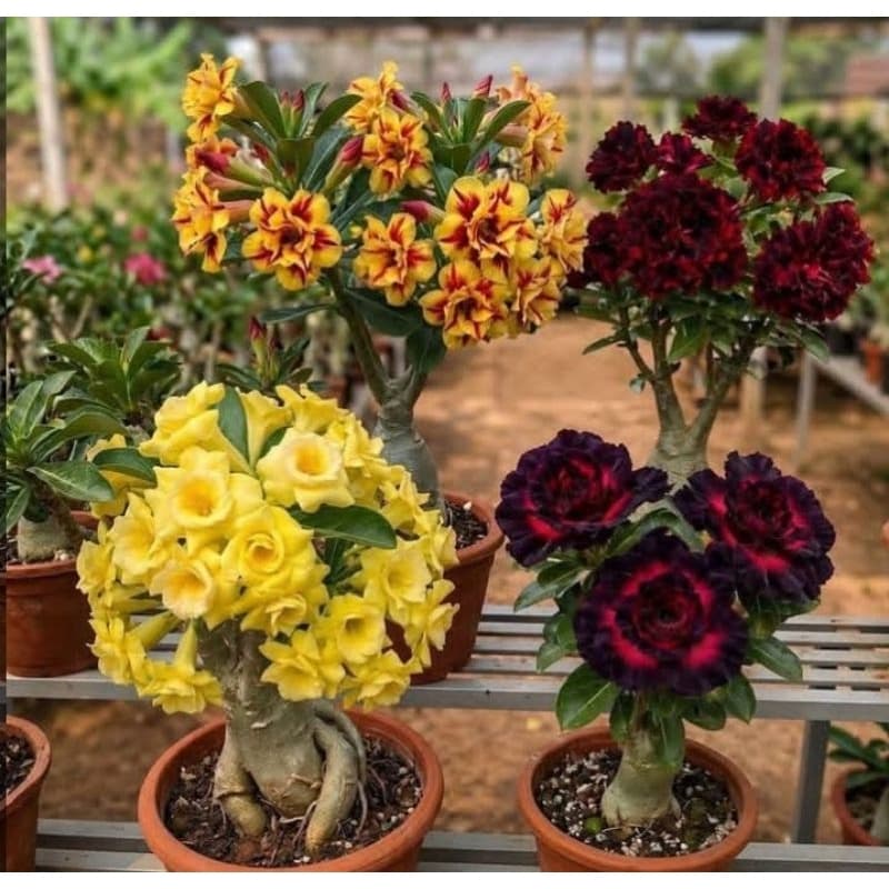 combo raridade rosas do deserto Pernambucano amarelo e preto