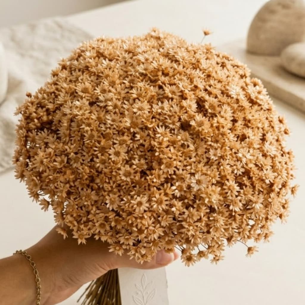 Flor Sempre Viva Bege Desidratada Buquê Aprox 200 Flores Decoração Casamento Mesa Posta