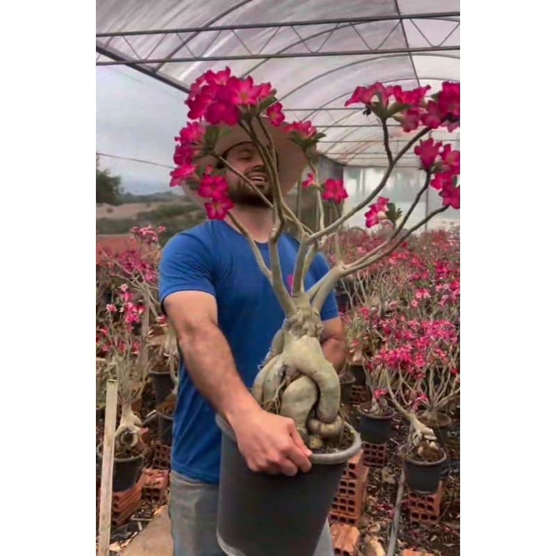 Rosas do deserto gigante 3 seeds