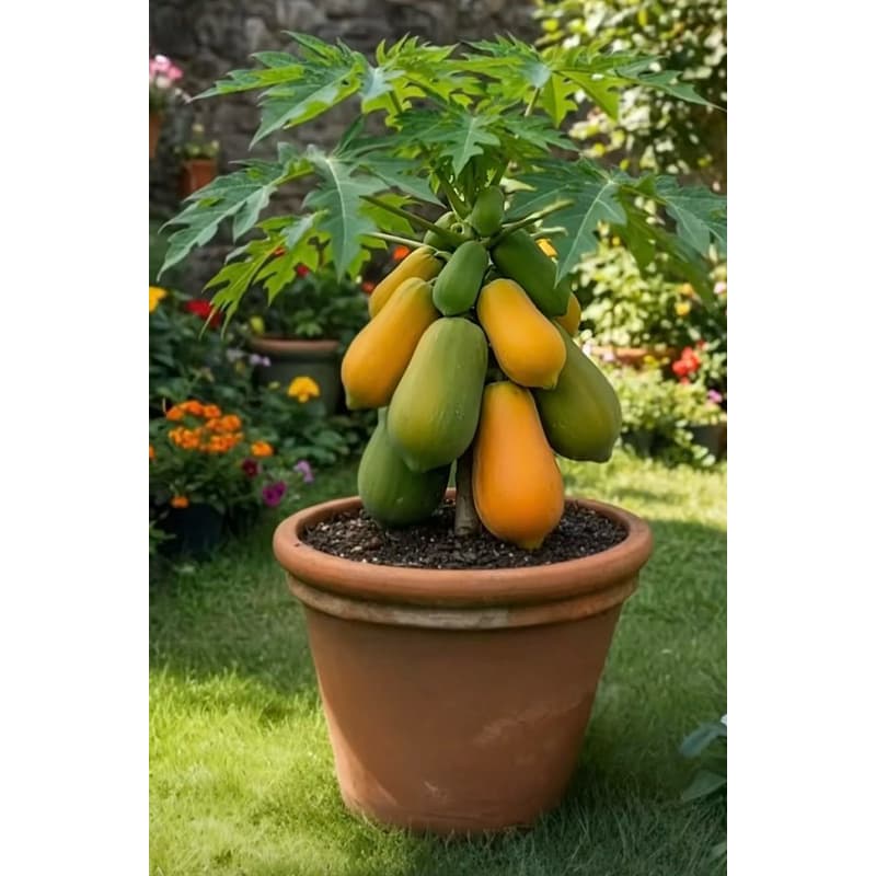 Sementes Mamão Anão Do Amazonas Papaya 50 sementes