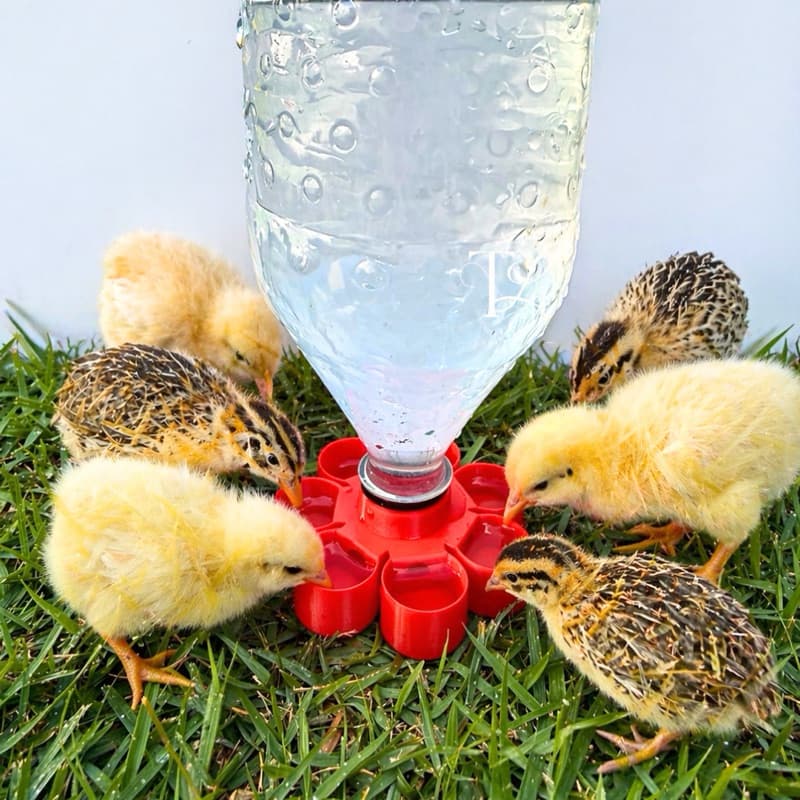 Bebedouro Automático para Aves, Pintinhos e Codorna