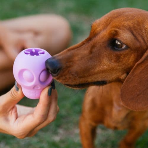 Dispenser de Petiscos Beca Veira para cachorro | brinquedo interativo, enriquecimento ambiental - Petiko