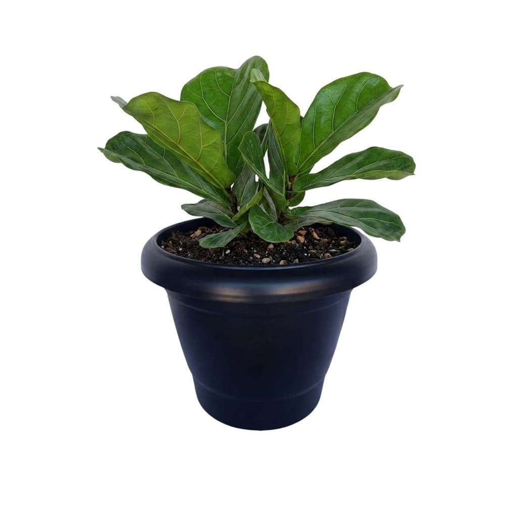 Vaso Redondo Grande 21,5 Litros Premium – Ideal para Plantas e Árvores de Pequeno Porte