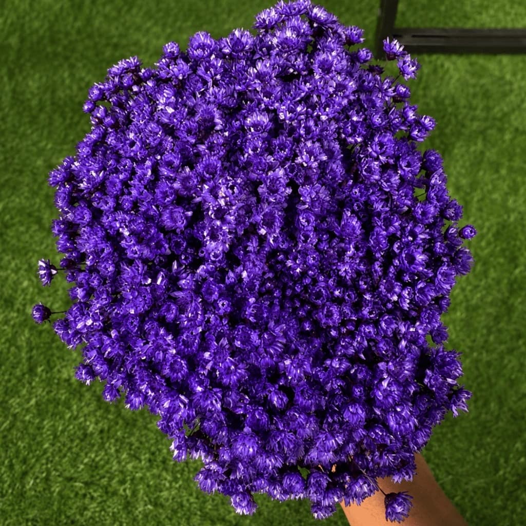 Flor Sempre Viva Roxa Desidratada Buquê Aprox 200 Flores Para Decoração Arranjos Mesa Posta