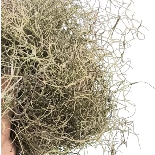 Barba de velho planta ornamental 3 Litros.
