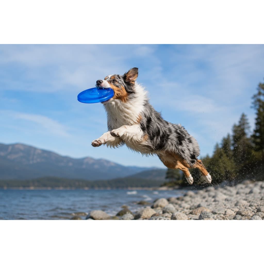 Brinquedo Frisbee Flexível para Cães pequeno e médio porte Cores translúcidas