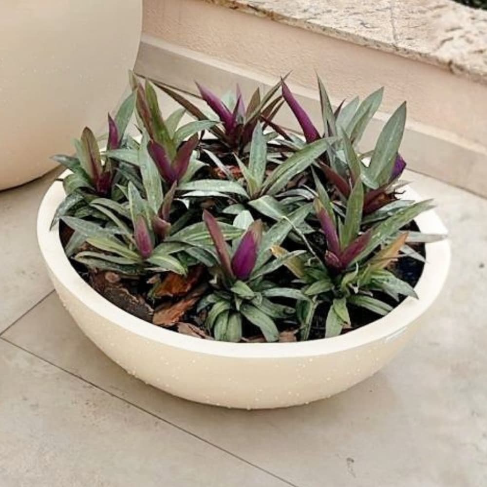 Vaso Fibra De Vidro Bacia Vietnamita Baixa M 58,7cm para Suculentas Jardim Lindo Vaso