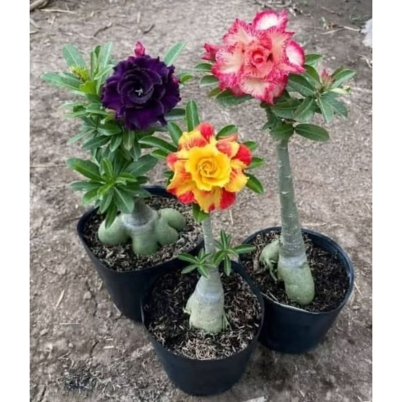 flor Combo conjunto triplo Rosas do deserto kit 3 seeds