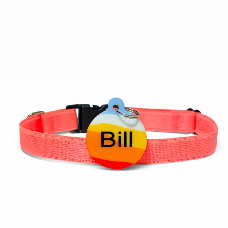 coleira para gato cor laranja com plaquinha de identificação