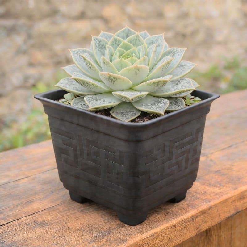 kit 4 Vasos quadrado 3 litros decorativa ideal para diversos ambientes