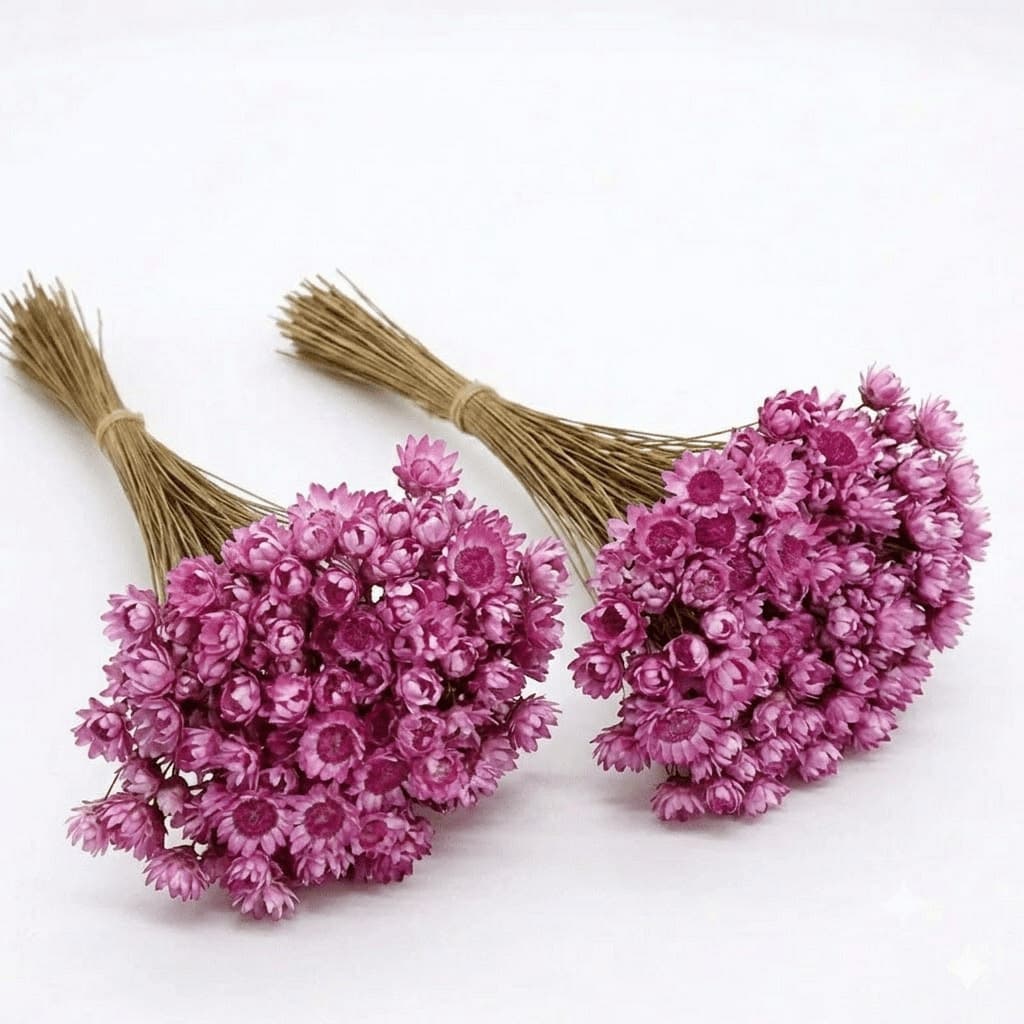Flor Sempre Viva Seca e Desidratadas Cor Lilás | 200 a 800 Flores Decoração, Arranjo e Buquê