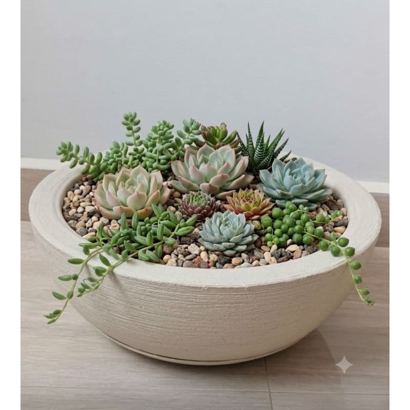 Vaso de Planta Bacia grande Com Prato coletor (34x16) Polietileno Decoração .