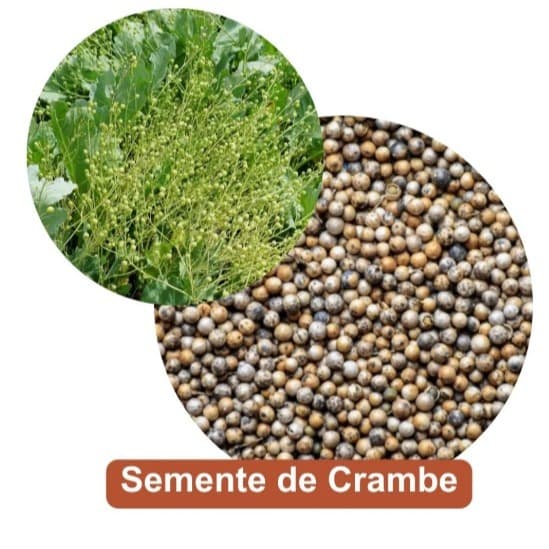 Semente de Crambe pacote 1kg.