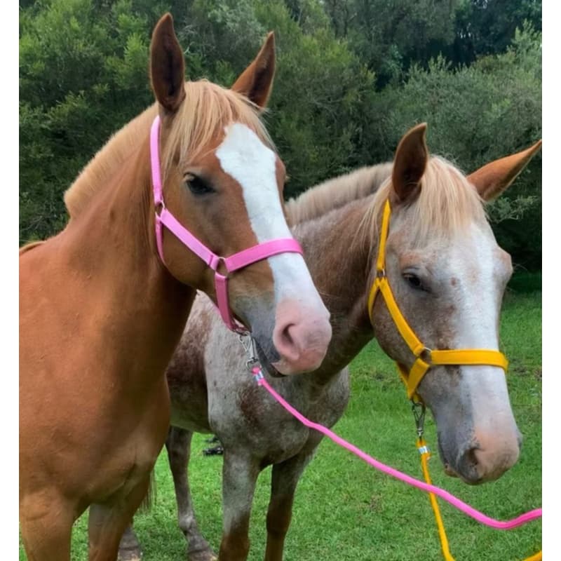 Cabresto Fita Nylon Para Cavalo Quarto de Milha