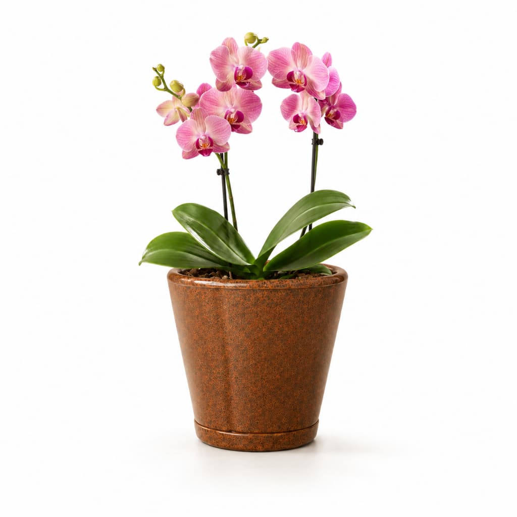 Vaso Para Plantas Cachepô Grego Pequeno15cm Com Prato