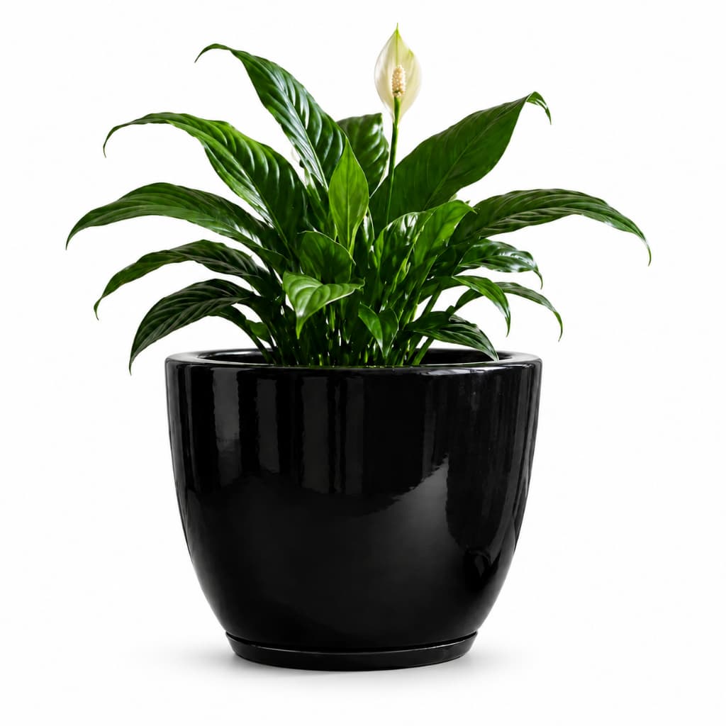 Vaso Para Plantas Pequeno Bojo Polido Em Polietileno 25 cm com Prato