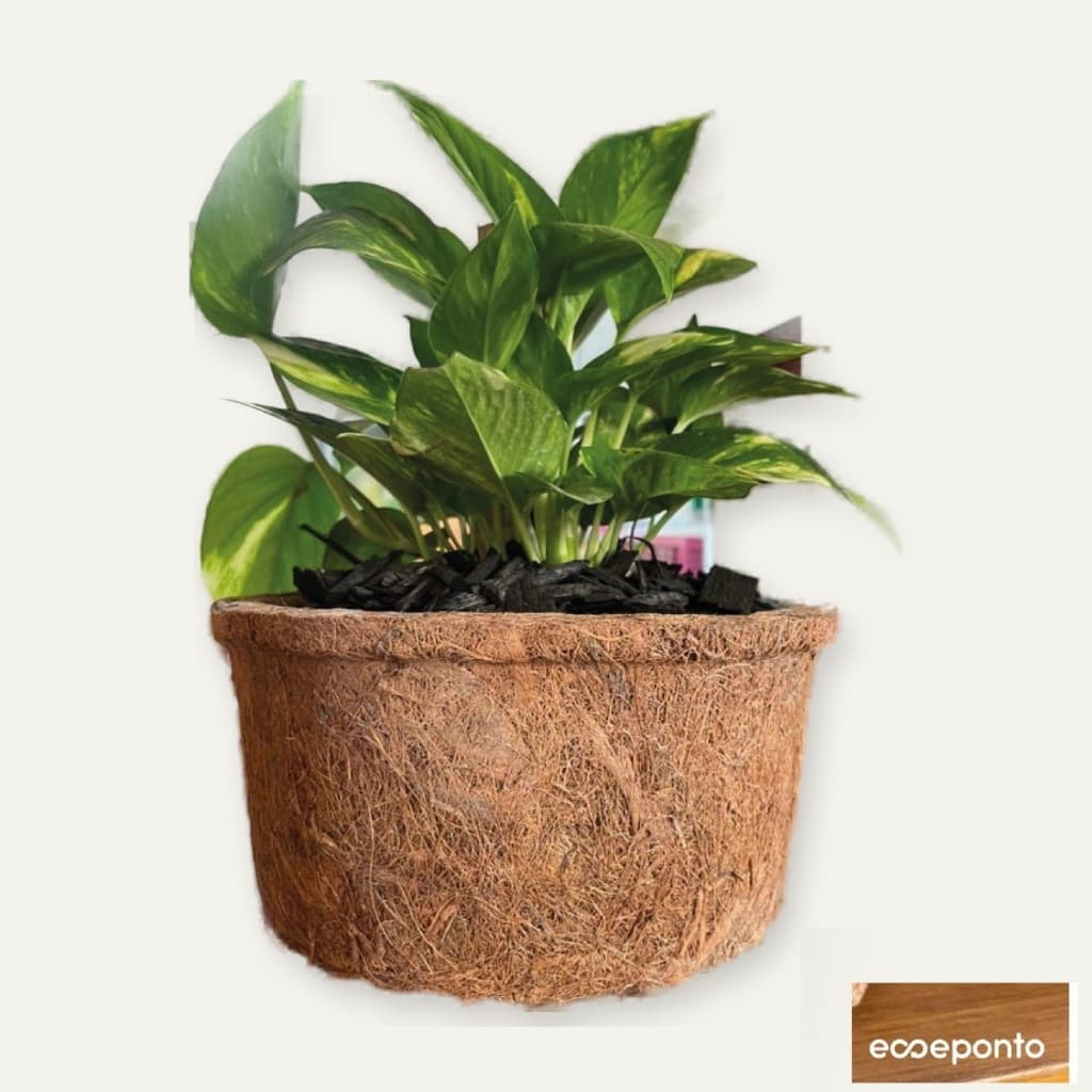 Vaso de Fibra de Coco Grande 30x16cm Artesanal para Samambaia Orquídea Jiboia Suculenta
