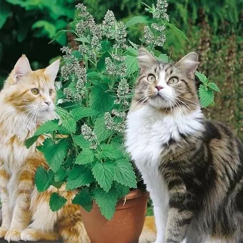 Erva dos Gatos/Catnip (Nepeta cataria) - 50 sementes