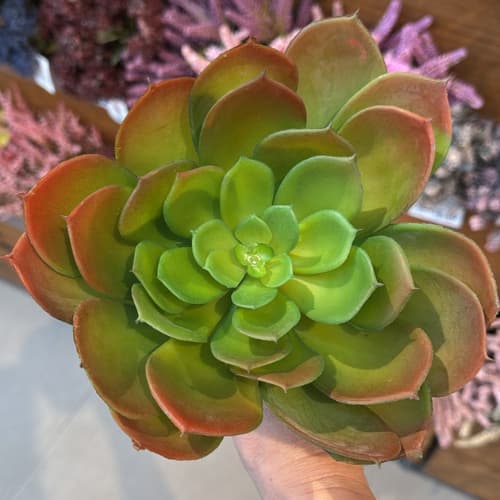 Suculenta Artificial Decorativa em Plástico para Arranjos 21 cm