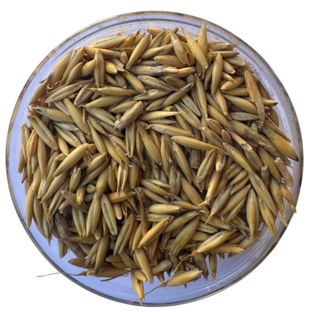 Semente Aveia Branca pacote 1kg