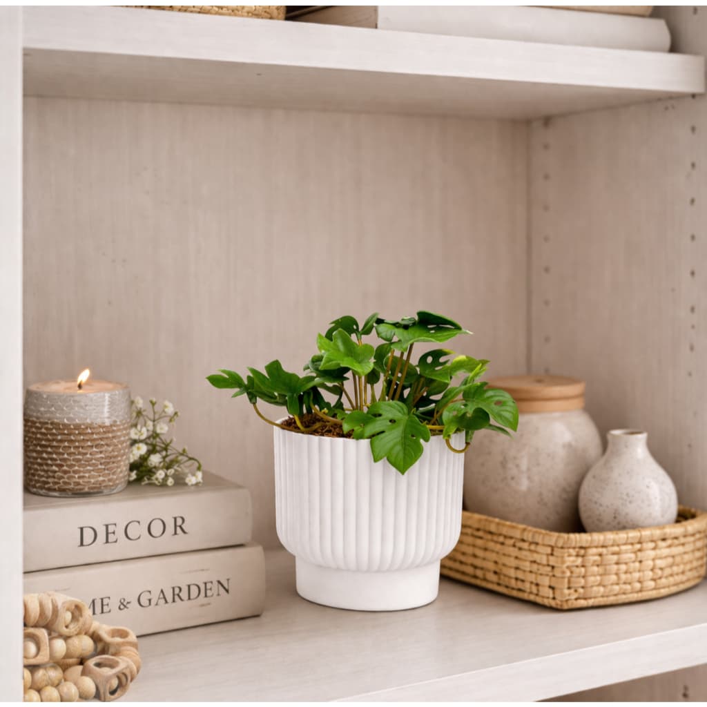 DV Arranjo Decorativo Mini Costela de Adão Artificial Permanente no Vaso Planta Decorativa Sala Mesa Escritório Casa Amb